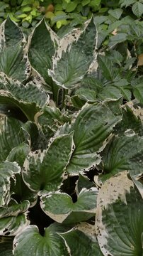 Dense variegated hosta leaves with green foliage texture in shaded garden setting