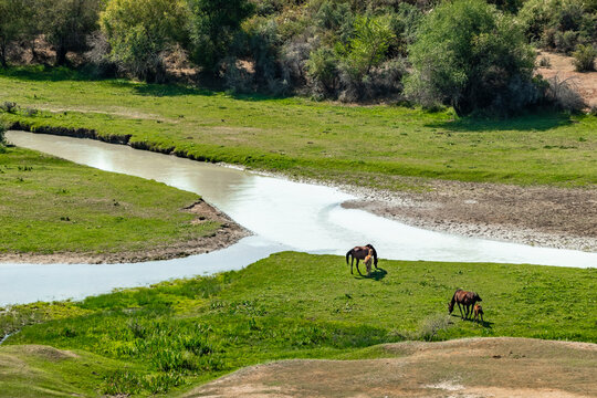 Horses grazing on green riverbank in Kyrgyzstan valley landscape