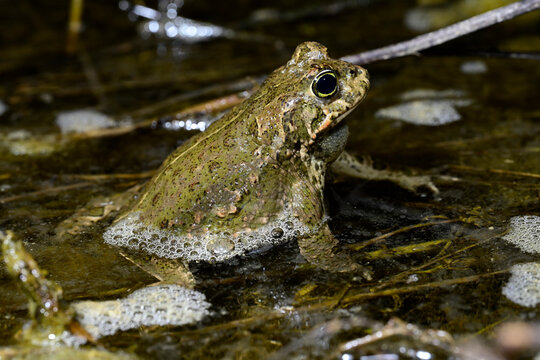Natterjack toad // Kreuzkr&ouml;te (Epidalea calamita) - Catalonia, Spain