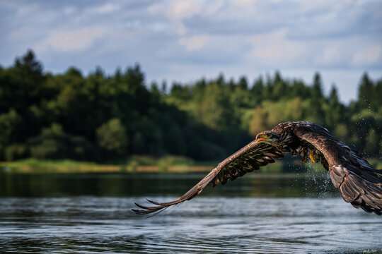Young bald eagle Haliaeetus leucocephalus flying low over water surface with green forest background.