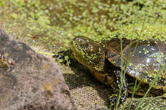 Eine Europ&auml;ische Sumpfschildkr&ouml;te sitzt am Ufer in der Sonne, Emys orbicularis