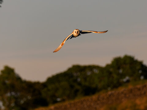 Schleiereule (Tyto alba)  jagt in der D&auml;mmerung in den Yorkshire Dales