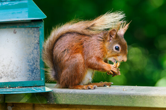 Eurasisches Eichh&ouml;rnchen (Sciurus vulgaris) - Tiere der Yorkshire Dales