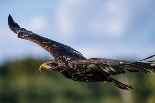 Young bald eagle Haliaeetus leucocephalus flying high with wings spread wide against a blurry sky background.