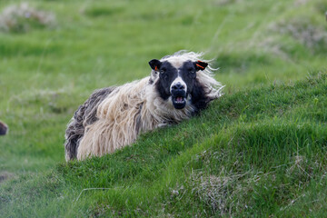 Curly wool Icelandic sheep stands on a green hillside, looking toward the camera with its mouth open in a soft rural pasture scene. © Michael