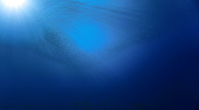 School of small fish in the blue ocean in rays of sunlight. Underwater photo - Scuba diving art.