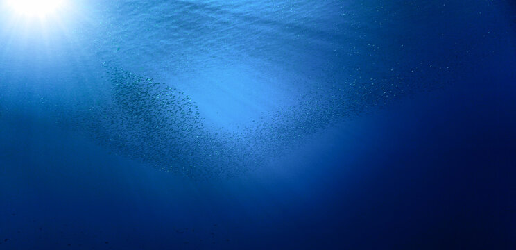 School of small fish in the blue ocean in rays of sunlight. Underwater photo - Scuba diving art.