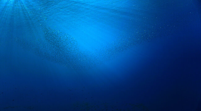School of small fish in the blue ocean in rays of sunlight. Underwater photo - Scuba diving art.