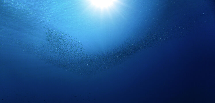 School of small fish in the blue ocean in rays of sunlight. Underwater photo - Scuba diving art.