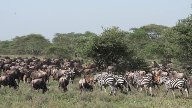 セレンゲティ国立公園のサバンナを移動するヌーとシマウマの大群（Serengeti Wildebeest and Zebra Herd）