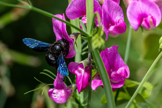 Holzbiene auf Blume