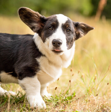 Close-up portrait of a Corgi puppy with its ears held back and a goofy, playful expression. Charming puppy photography highlighting personality, facial expression and the fun of puppyhood.