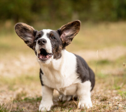 Corgi puppy barking with an expressive face and lively posture. A playful puppyhood moment capturing natural dog behavior, vocalization, personality and the energetic character of a young dog.