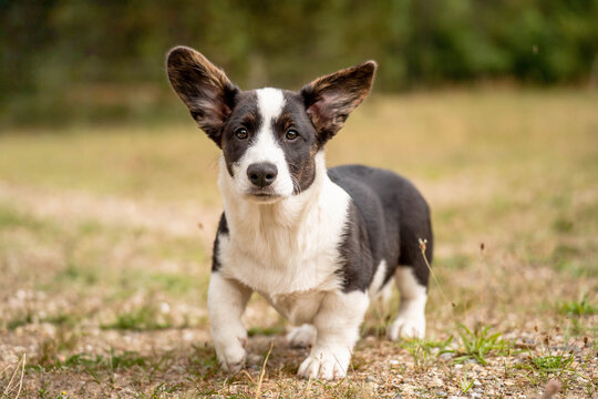 Corgi puppy standing outdoors with one front paw slightly raised. Centered in a wide-format portrait, capturing a moment of curiosity, attention and playful puppy behavior.