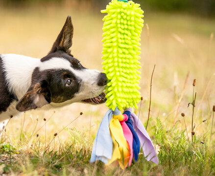 Close-up portrait of a Corgi puppy biting a toy during play. The image represents puppy training, enrichment, mental stimulation, play, teething and everyday life with a young dog.