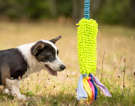 Side view close-up of a Corgi puppy looking attentively at a toy. The playful image represents puppy development, focus, engagement, enrichment, learning and everyday life with a young dog.