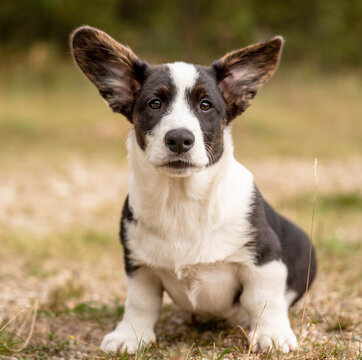 Corgi puppy sitting and looking directly at the camera in a tightly framed square portrait. The puppy fills the frame, creating an engaging close-up focused on expression and personality.