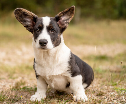Corgi puppy sitting in dry grass with a warm golden background. Centered square portrait capturing the charm and expression of a young dog in a natural summer setting.