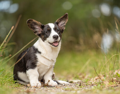 Corgi puppy sitting slightly crooked in a forest with a goofy, cheerful expression. A playful outdoor portrait capturing the charm, personality and carefree spirit of puppyhood.
