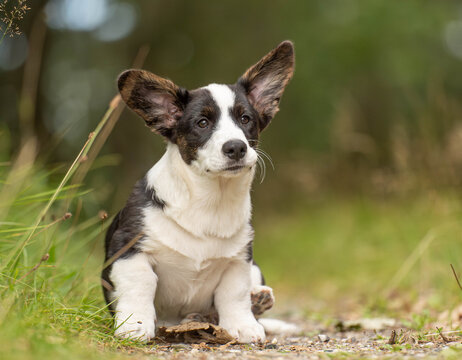 Corgi puppy sitting in a forest and looking away from the camera. Natural outdoor portrait with a soft green background, representing puppyhood, curiosity, calmness and everyday life with a young dog.