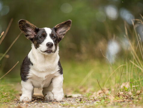 Young Corgi puppy taking its first steps forward outdoors. Natural puppy photography capturing movement, curiosity, exploration and everyday life with a young dog.