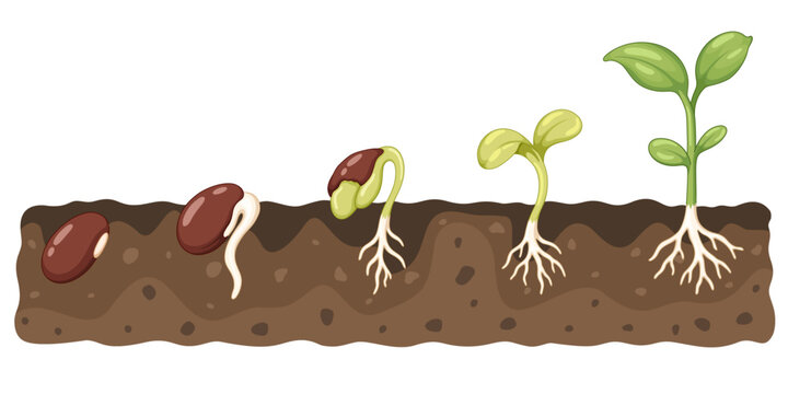 Bean seed germination stages showing the transformation from a dormant seed into a developing young plant with roots stems and leaves in soil