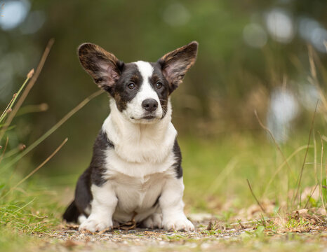 Corgi puppy sitting outdoors with an expressive face and adorable gaze. Charming puppy portrait focused on facial expression, emotion and the appeal of young dogs.