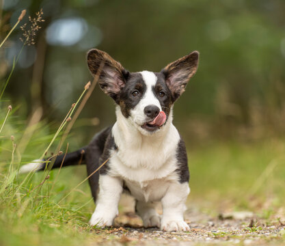 Corgi puppy sitting in a forest and licking its lips while looking toward the camera. Natural outdoor portrait representing puppy behavior, body language, communication and everyday life with a young 