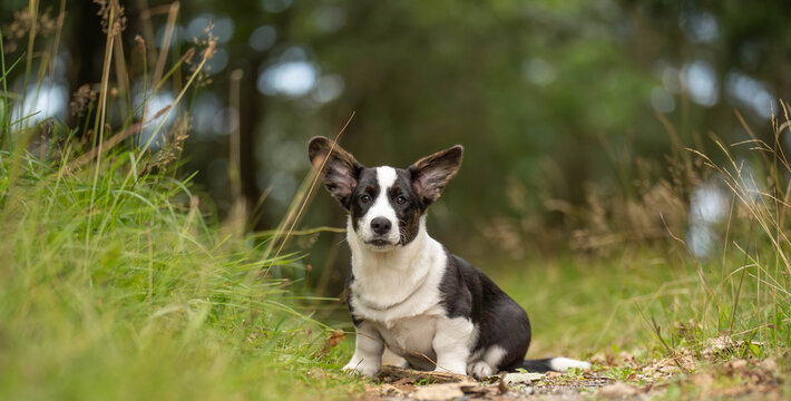 Corgi puppy sitting in the center of a forest and looking at the camera. Horizontal outdoor portrait with a natural green background, representing puppyhood, companionship and life with a young dog
