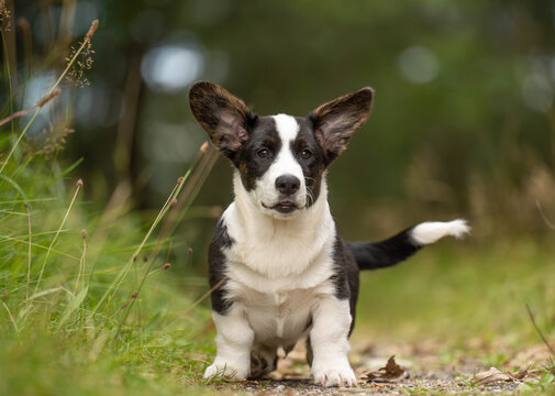 Corgi puppy standing in a forest and looking directly at the camera. Front-facing outdoor portrait with a soft green natural background, representing puppyhood, companionship and life with a young dog