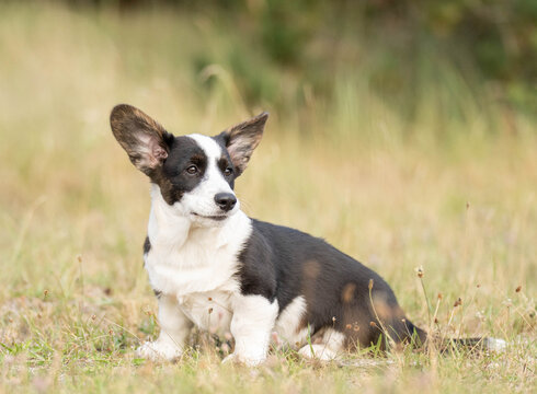 Corgi puppy sitting in green grass and looking to the side on a sunny summer day. Natural outdoor portrait representing puppyhood, curiosity, companionship and everyday life with a young dog