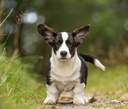 Corgi puppy standing in a forest and looking directly into the camera with an attentive yet adorable expression. Natural outdoor portrait representing puppyhood, curiosity, connection and companionshi