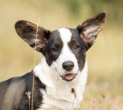 Close-up portrait of an adorable Corgi puppy lying on a soft warm yellow background. Cozy and gentle image representing puppyhood, companionship, pet care and everyday life with a young dog.