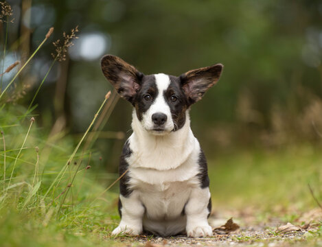 Corgi puppy sitting in a forest and looking directly at the camera. Front-facing outdoor portrait with a soft green natural background, representing puppyhood, companionship and life with a young dog.