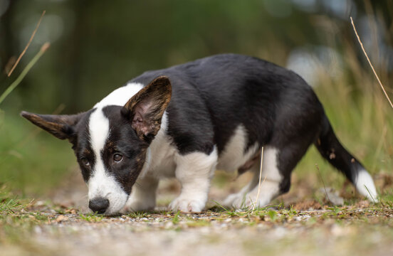 Corgi puppy exploring a forest, sniffing the ground and looking up during a walk. Natural puppy behavior representing scent exploration, mental stimulation, enrichment and outdoor puppy life.