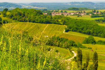 Naklejka premium Green landscape in Pupillin commune, Jura wine region, Bourgogne-Franche-Comte in France.