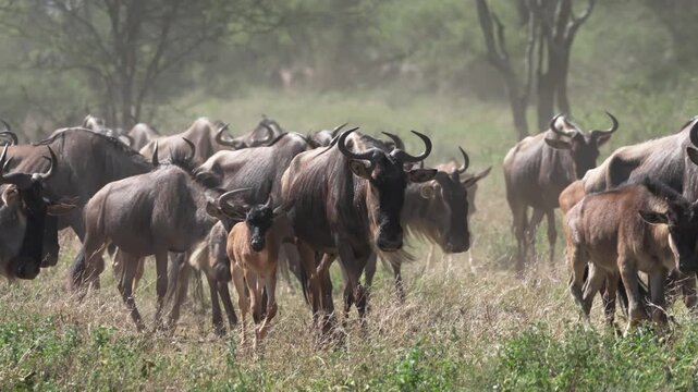 セレンゲティ国立公園を移動するオグロヌーの大群と仔ヌー、大移動のサバンナ（Wildebeest Herd Migration in Serengeti National Park, Tanzania）