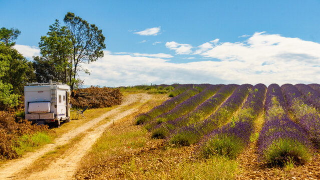 Recreational vehicle motorhome camp at lavender field, Provence in France.