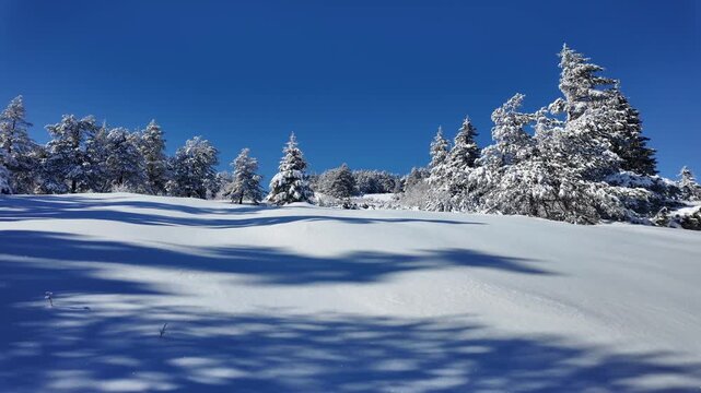 Amazing Winter landscape of Vitosha Mountain, Sofia City Region, Bulgaria