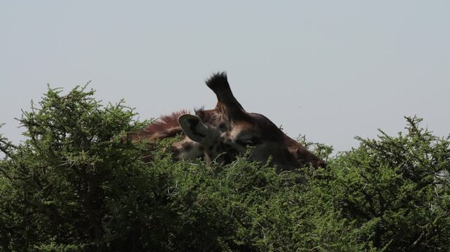 アカシアの枝葉を食べるキリン、タンザニア・セレンゲティ国立公園（Giraffe Feeding on Acacia, Serengeti National Park, Tanzania）