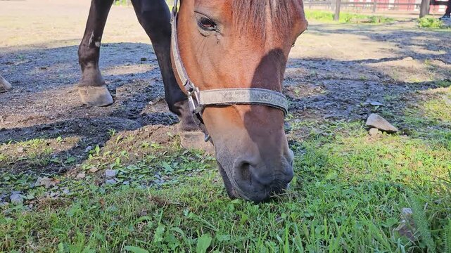 A close-up view of a brown horse wearing a halter peacefully grazing on green grass beside a weathered wooden fence, capturing rural farm life, calm nature, and gentle animal behavior in daylight.