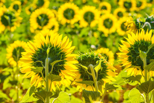 Field of sunflowers blooming under bright sunlight during the summer season in a rural area