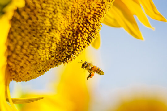 Close up of yellow sunflower with honey bee working collecting pollen. Provence in France.