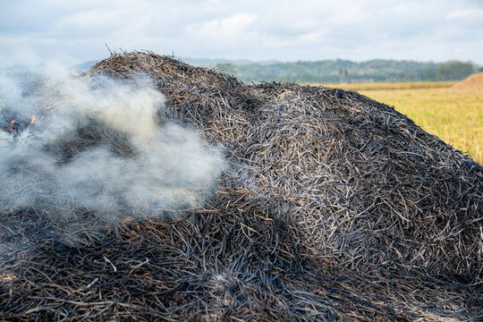 agricultural waste burning for biochar production. Traditional burning of rice husks for natural fertilizer, high angle view of charred agricultural husks and smoke, farming ecology and soil health.