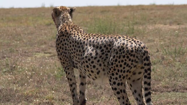 セレンゲティ国立公園のサバンナに立つチーター、捕食後の一頭（Cheetah Standing on the Serengeti Savanna, Tanzania）