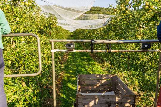 Harvest of ripe fresh apples on plantation. A machine is in use to pick fruits. Golden Delicious cultivar