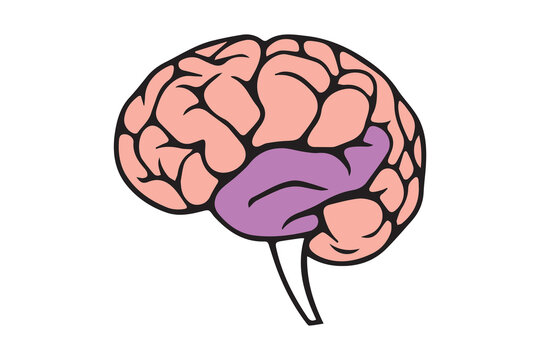 Human brain illustration with highlighted temporal lobe section