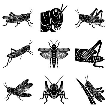 Black and white vector illustration set of locusts and grasshoppers featuring various angles including profile, top view with open wings, front view, and detailed anatomical close-ups.