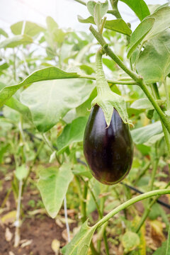 Organically grown eggplant, selective focus.