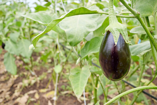 Organically grown eggplant, selective focus.